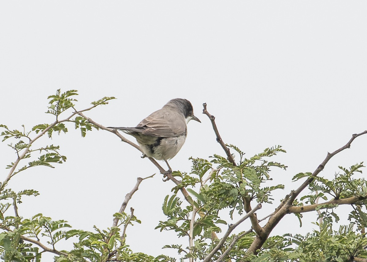 Eastern Orphean Warbler - ML642326370