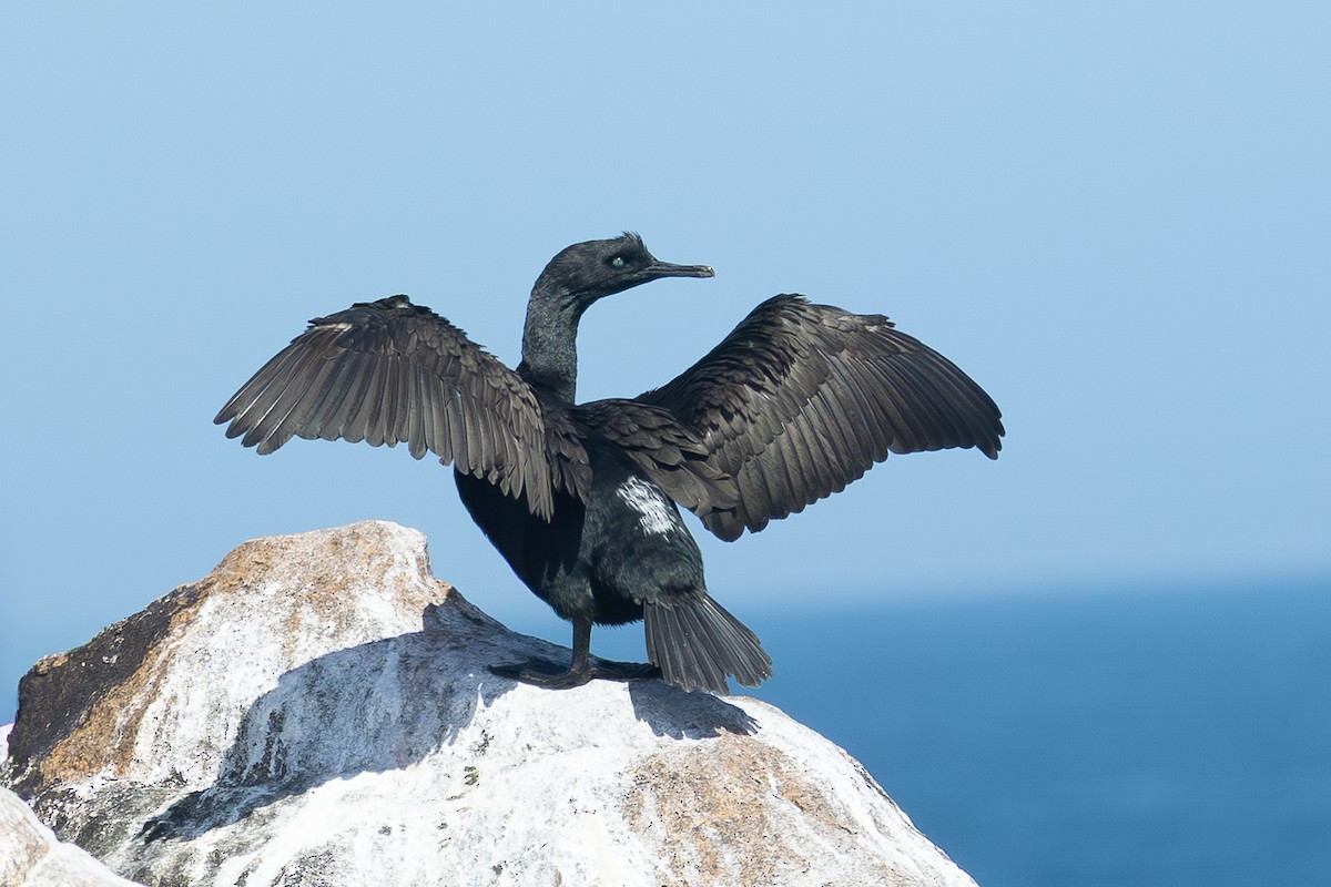 Cormoran des bancs - ML642326418
