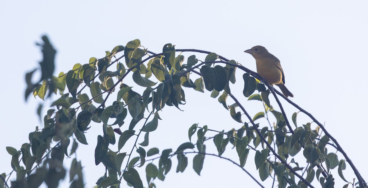 Summer Tanager - ML642326442