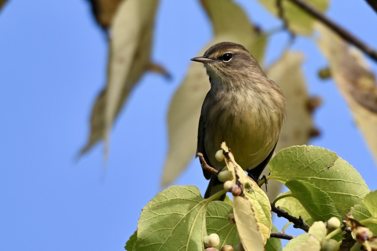 Palm Warbler - ML642326445