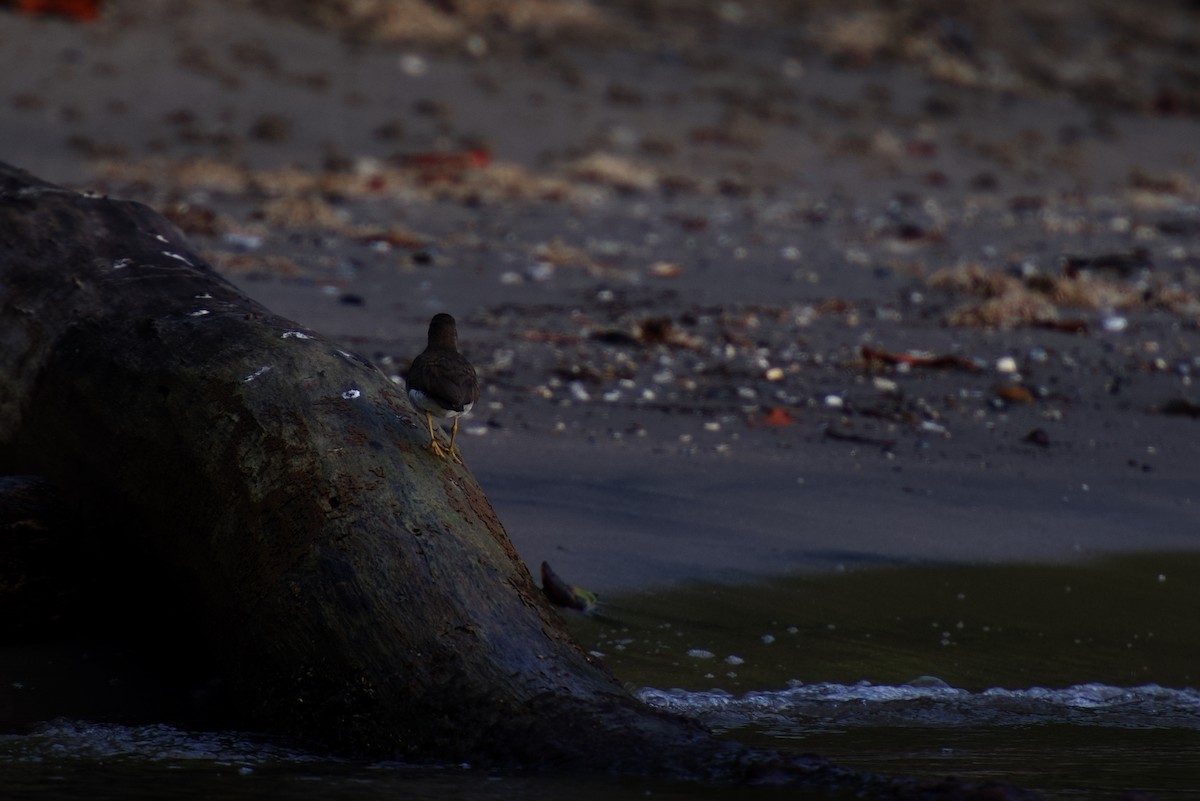 Spotted Sandpiper - ML642326466