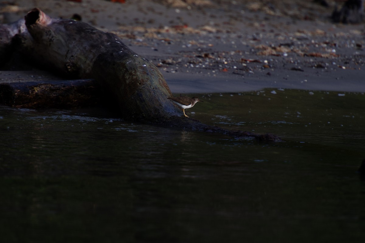 Spotted Sandpiper - ML642326467