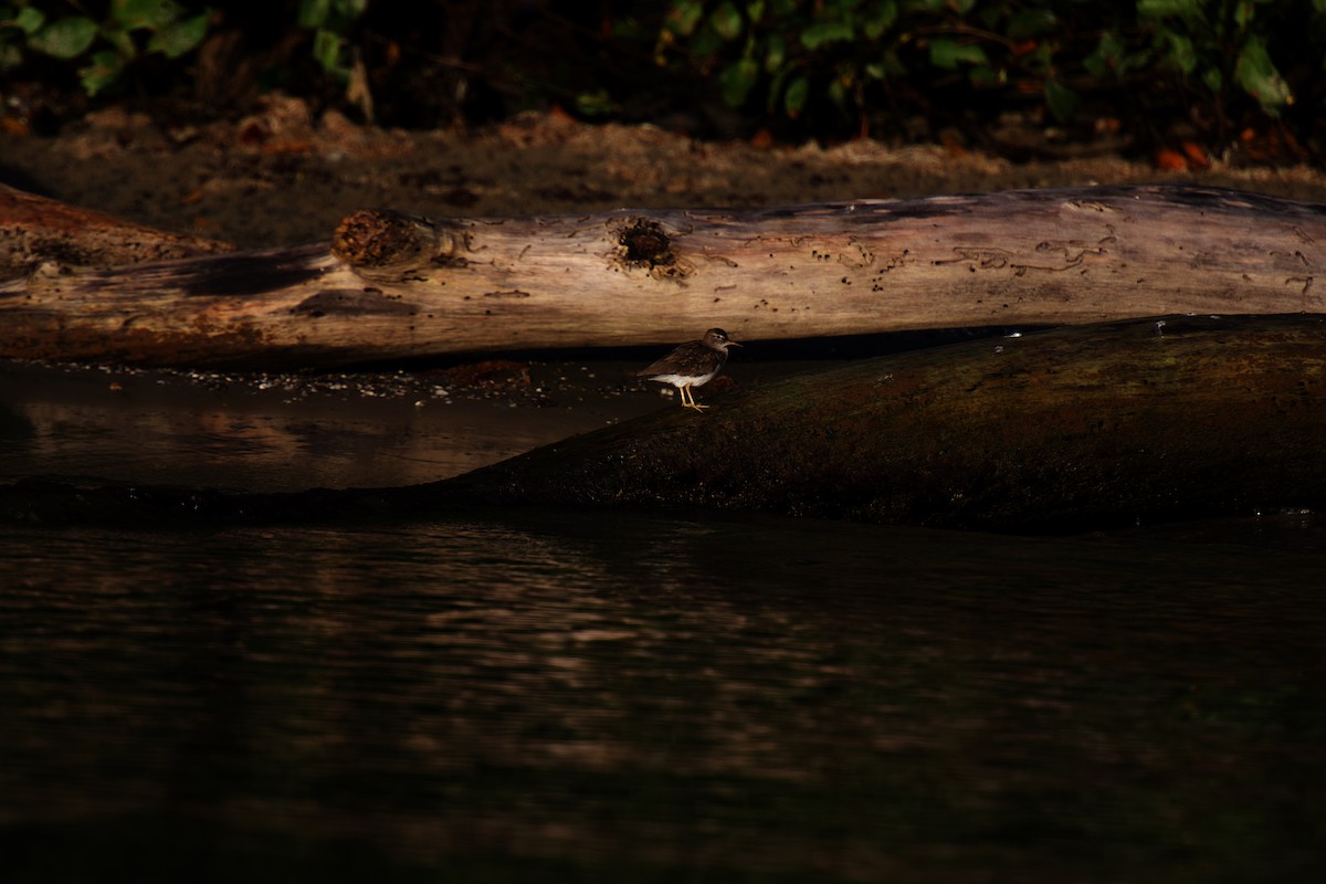 Spotted Sandpiper - ML642326468