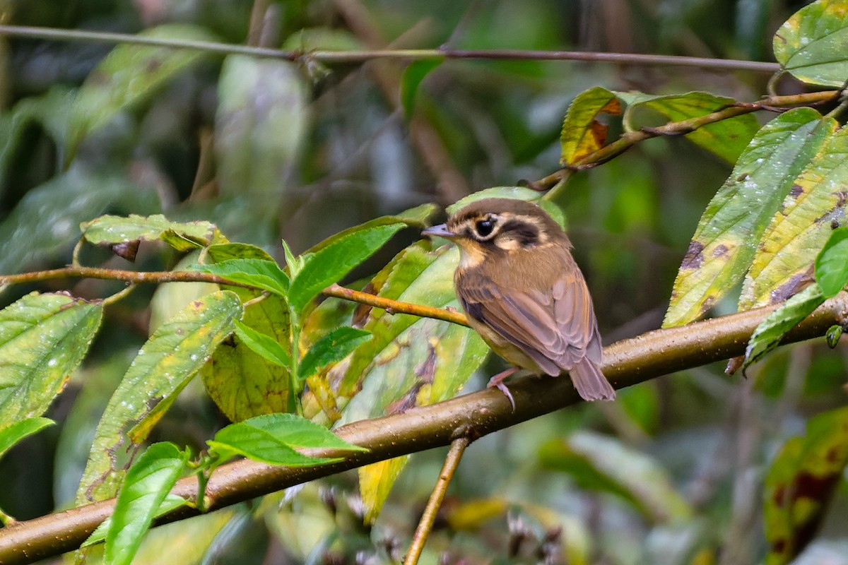 White-throated Spadebill - ML642326494