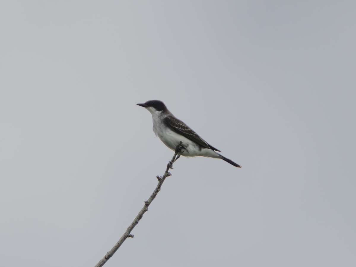 Eastern Kingbird - ML642326577