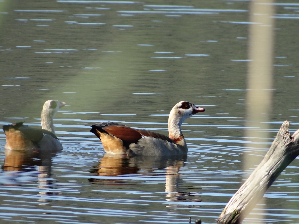 Egyptian Goose - ML642326585