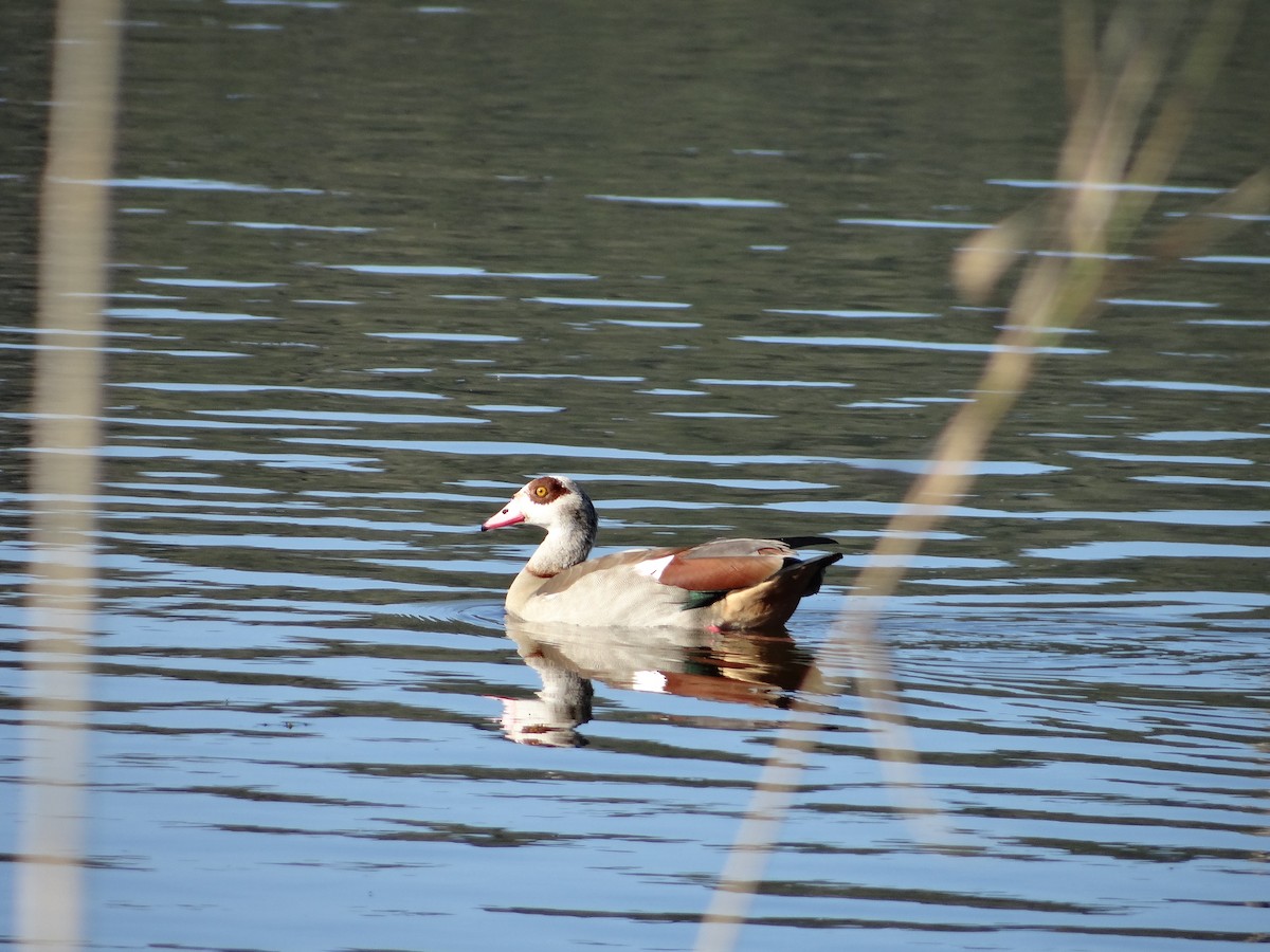 Egyptian Goose - ML642326586