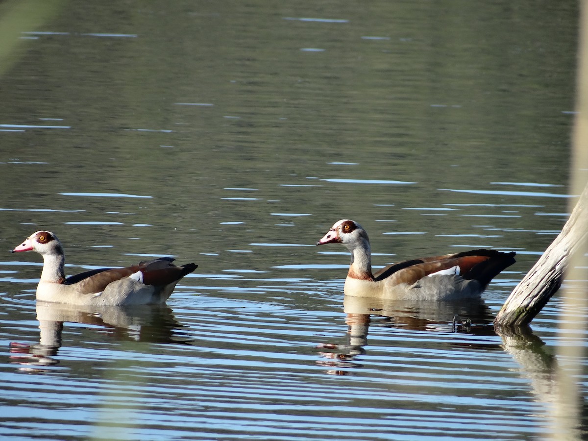 Egyptian Goose - ML642326587