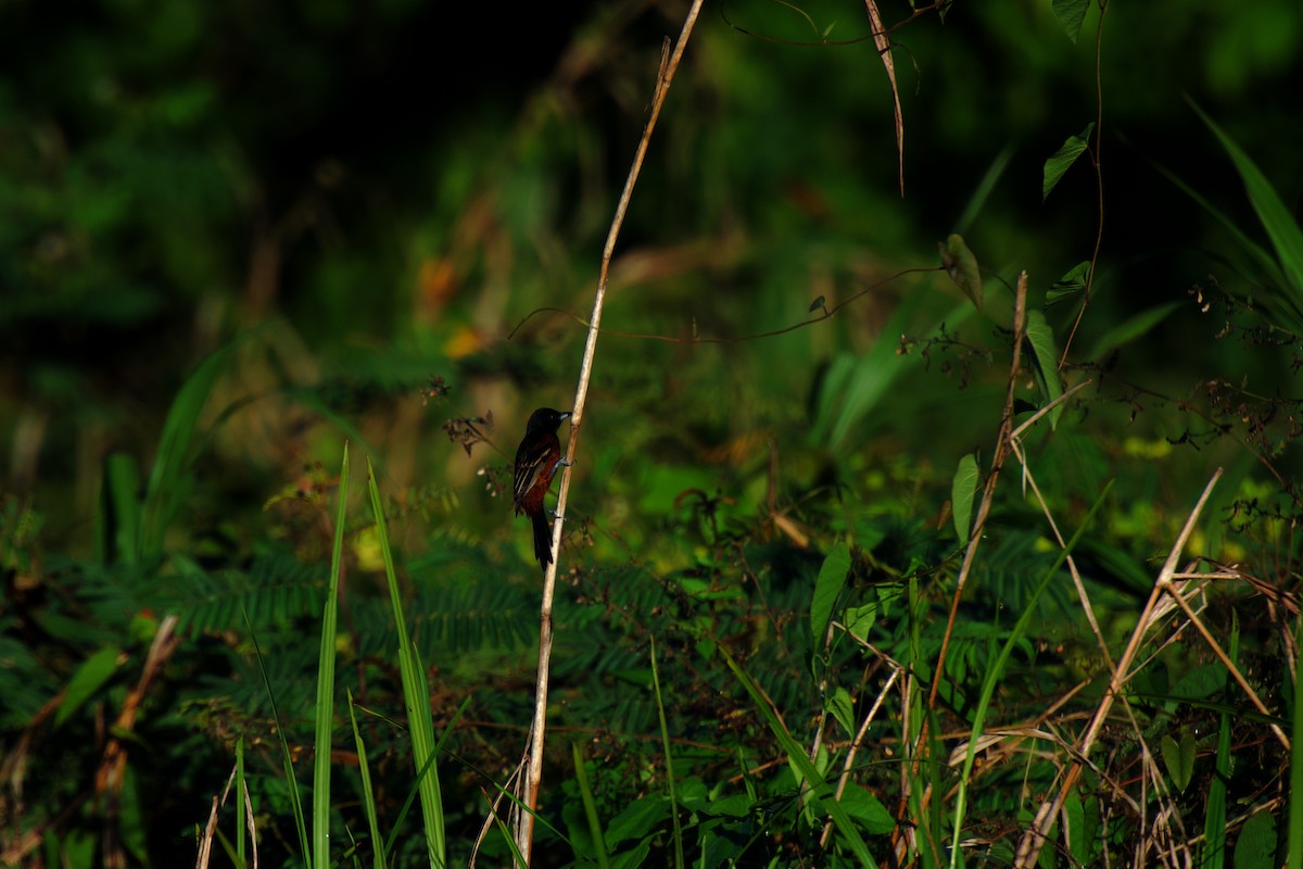 Orchard Oriole - ML642326607