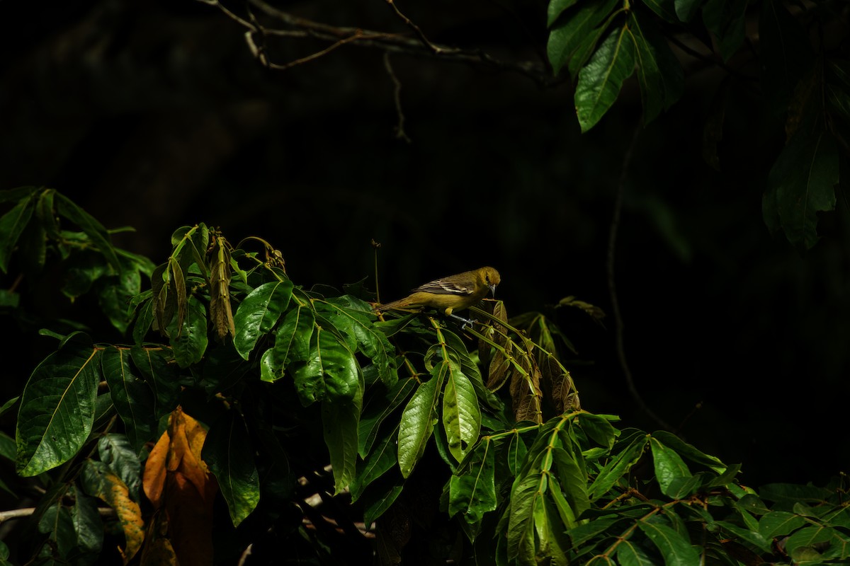 Orchard Oriole - ML642326608