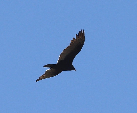 Turkey Vulture - ML642326694