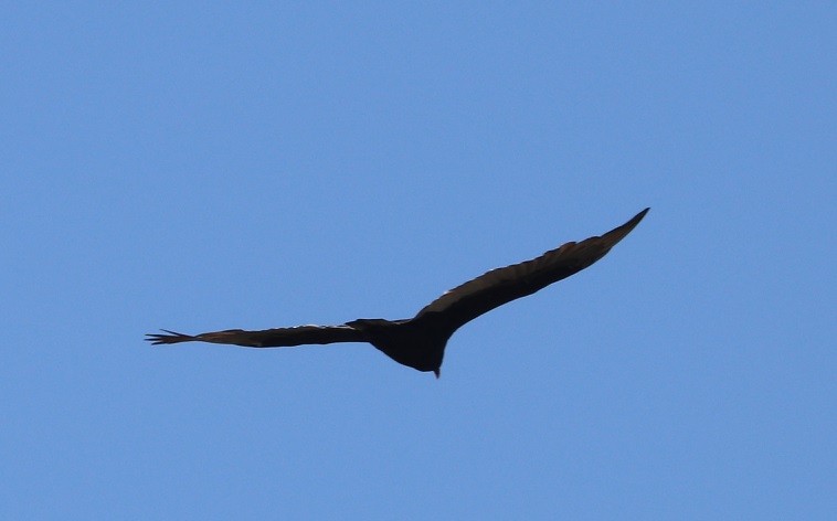 Turkey Vulture - ML642326695