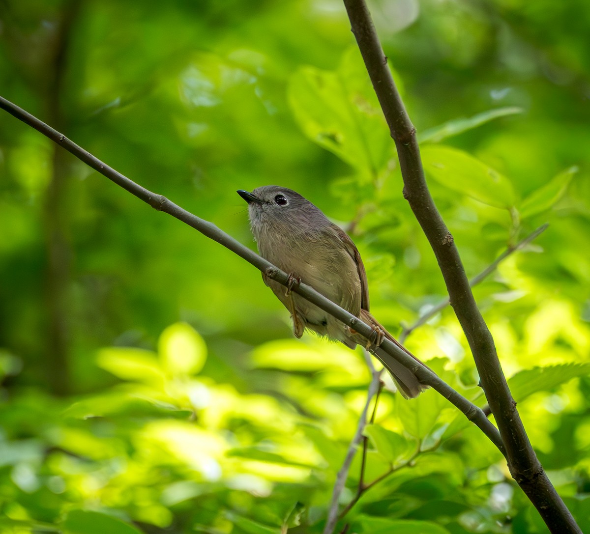 David's Fulvetta - ML642326710