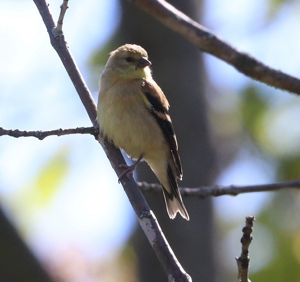 American Goldfinch - ML642326721