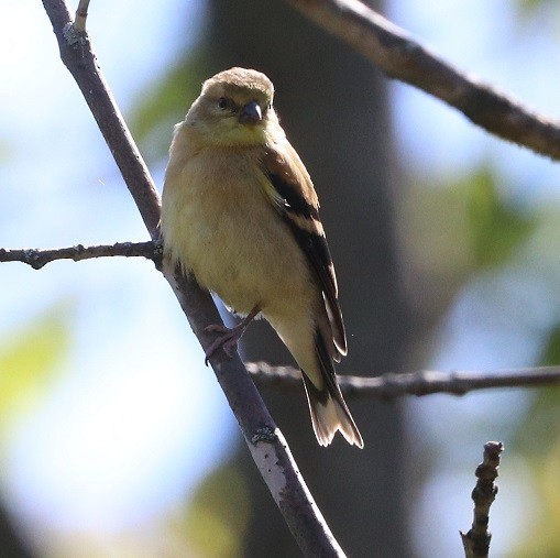 American Goldfinch - ML642326722