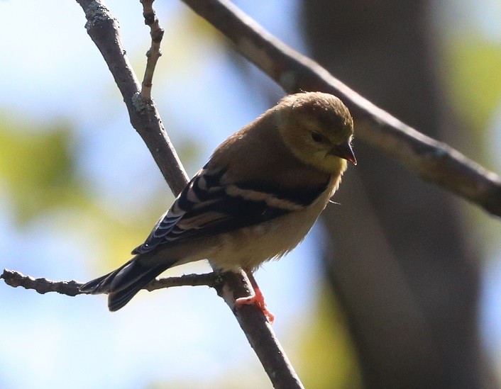 American Goldfinch - ML642326723