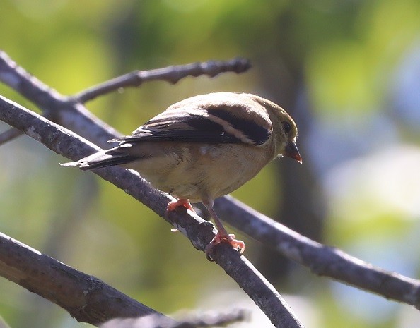 American Goldfinch - ML642326724