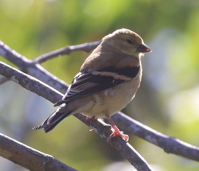 American Goldfinch - ML642326725