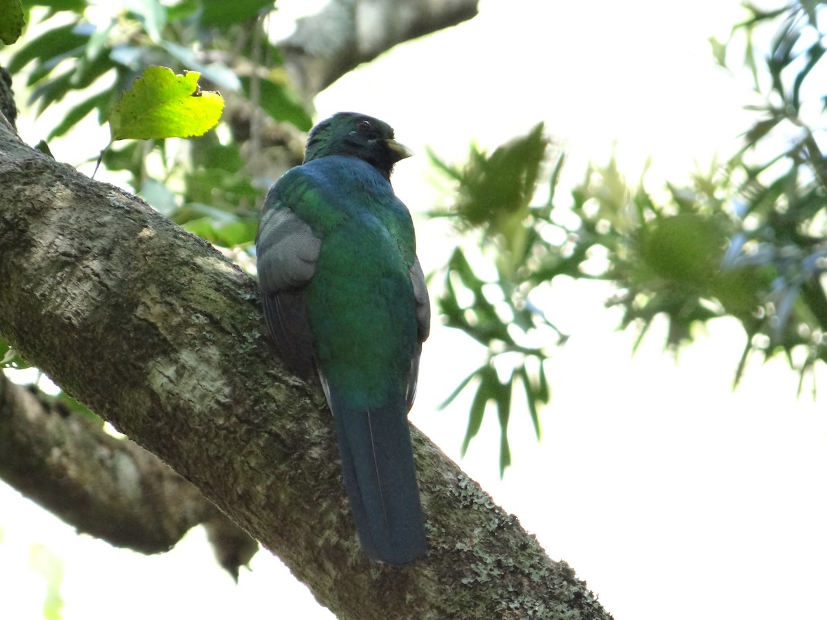 Narina Trogon - ML642326750