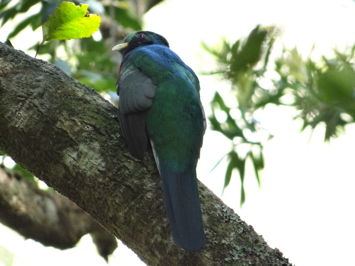 Narina Trogon - ML642326752