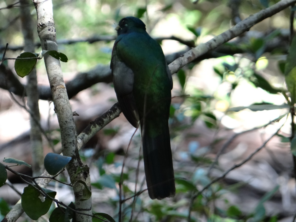 Narina Trogon - ML642326753