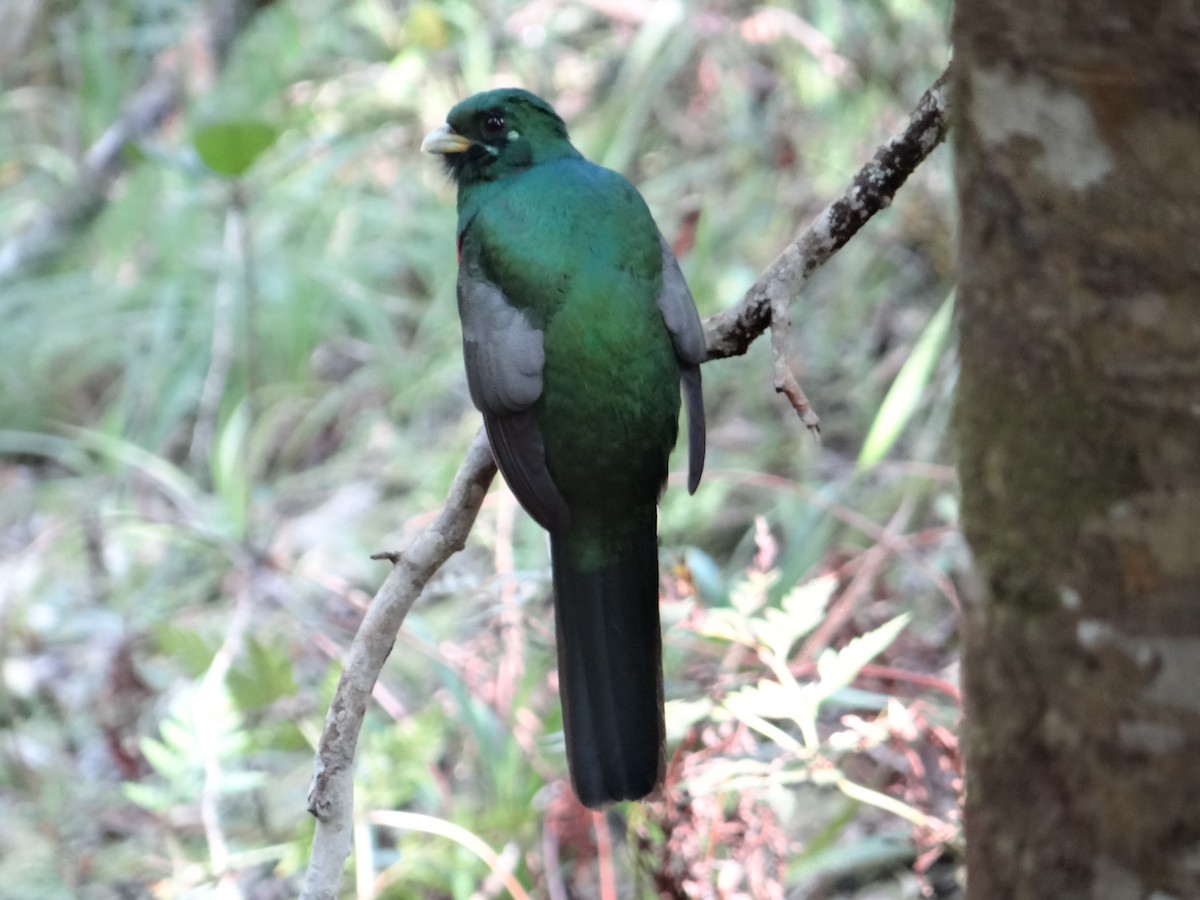 Narina Trogon - ML642326754