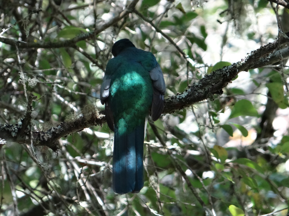 Narina Trogon - ML642326755