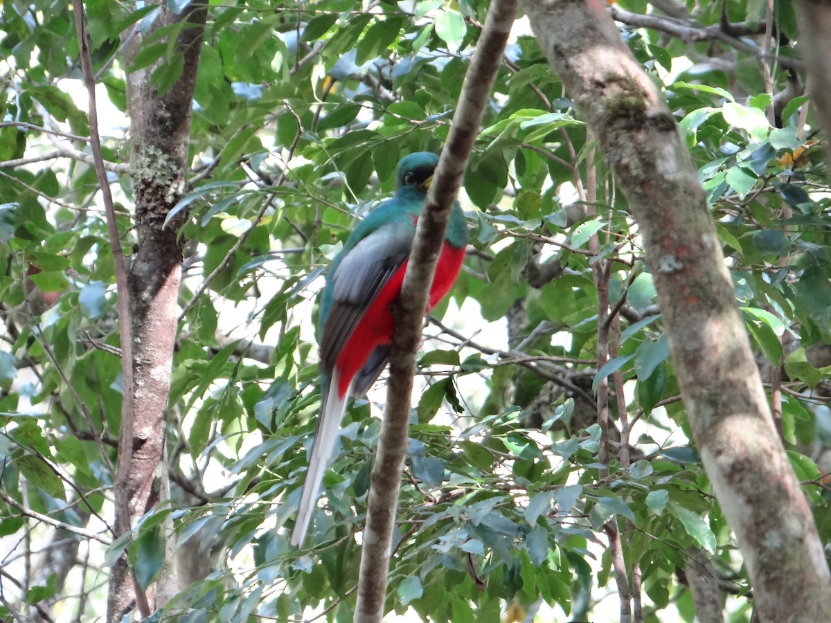 Narina Trogon - ML642326756