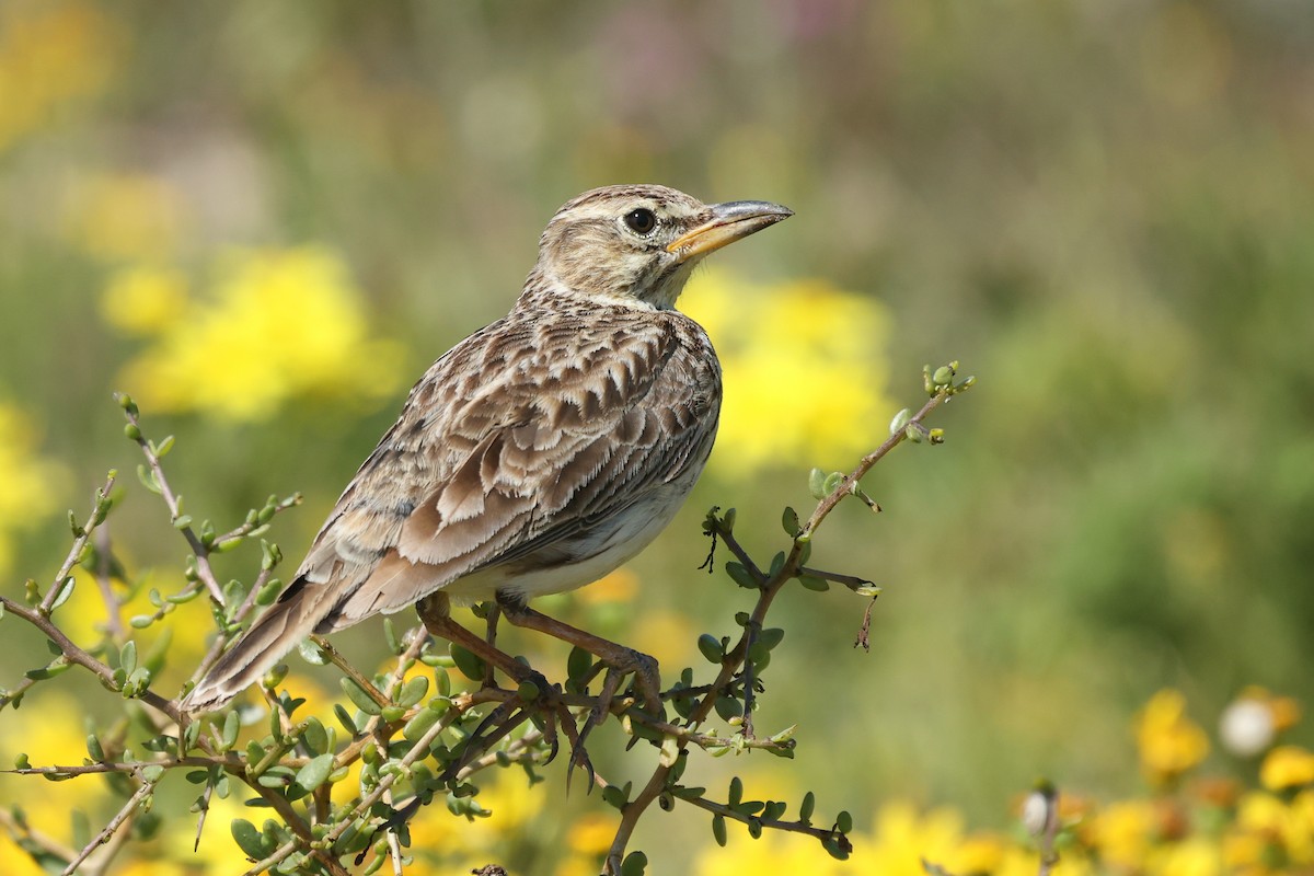 Large-billed Lark - ML642326764
