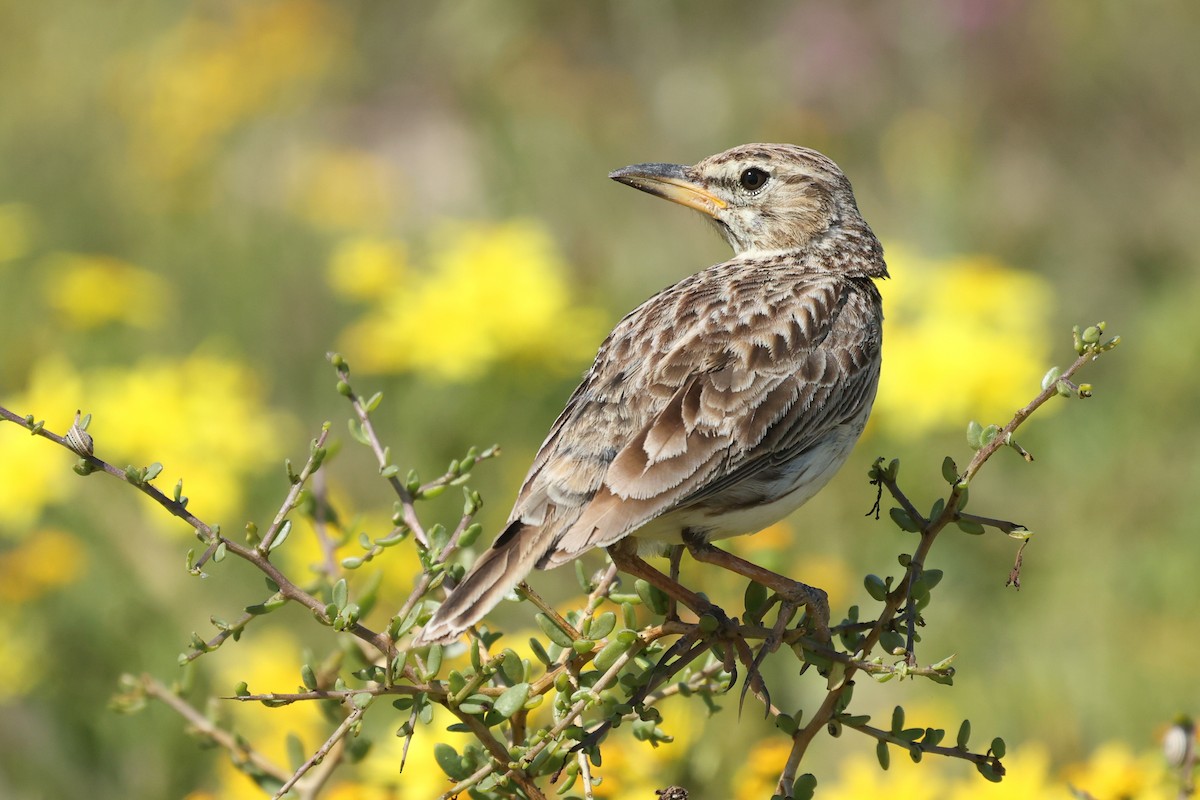 Large-billed Lark - ML642326765