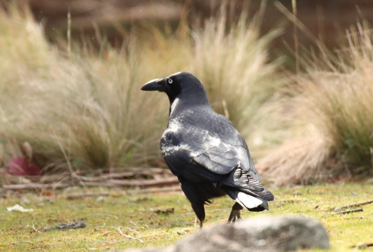 Forest Raven - ML642326770
