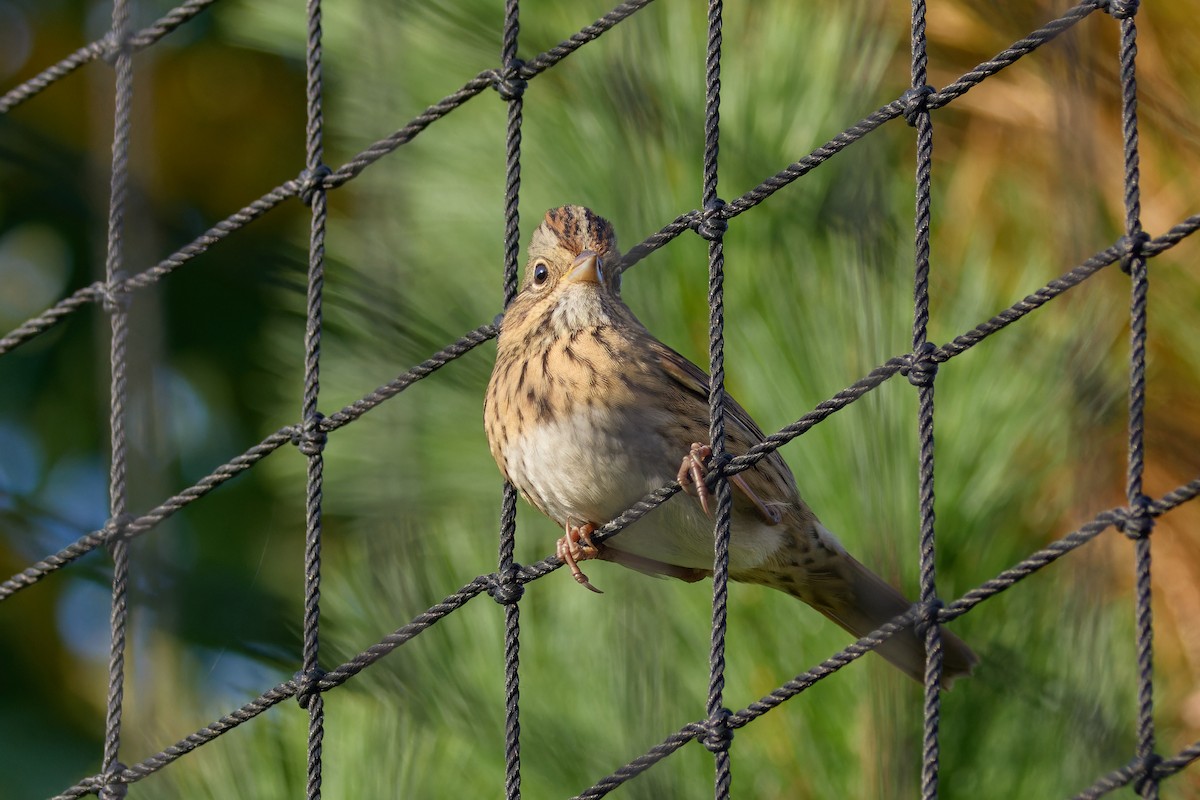 Lincoln's Sparrow - ML642326775