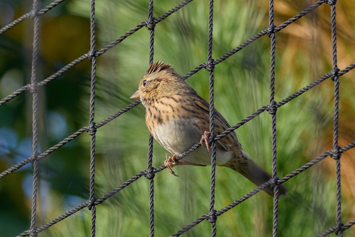 Lincoln's Sparrow - ML642326777