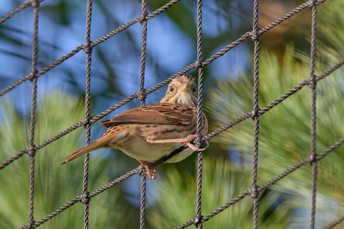 Lincoln's Sparrow - ML642326779