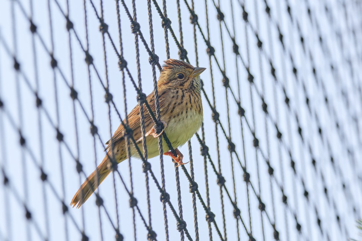 Lincoln's Sparrow - ML642326781