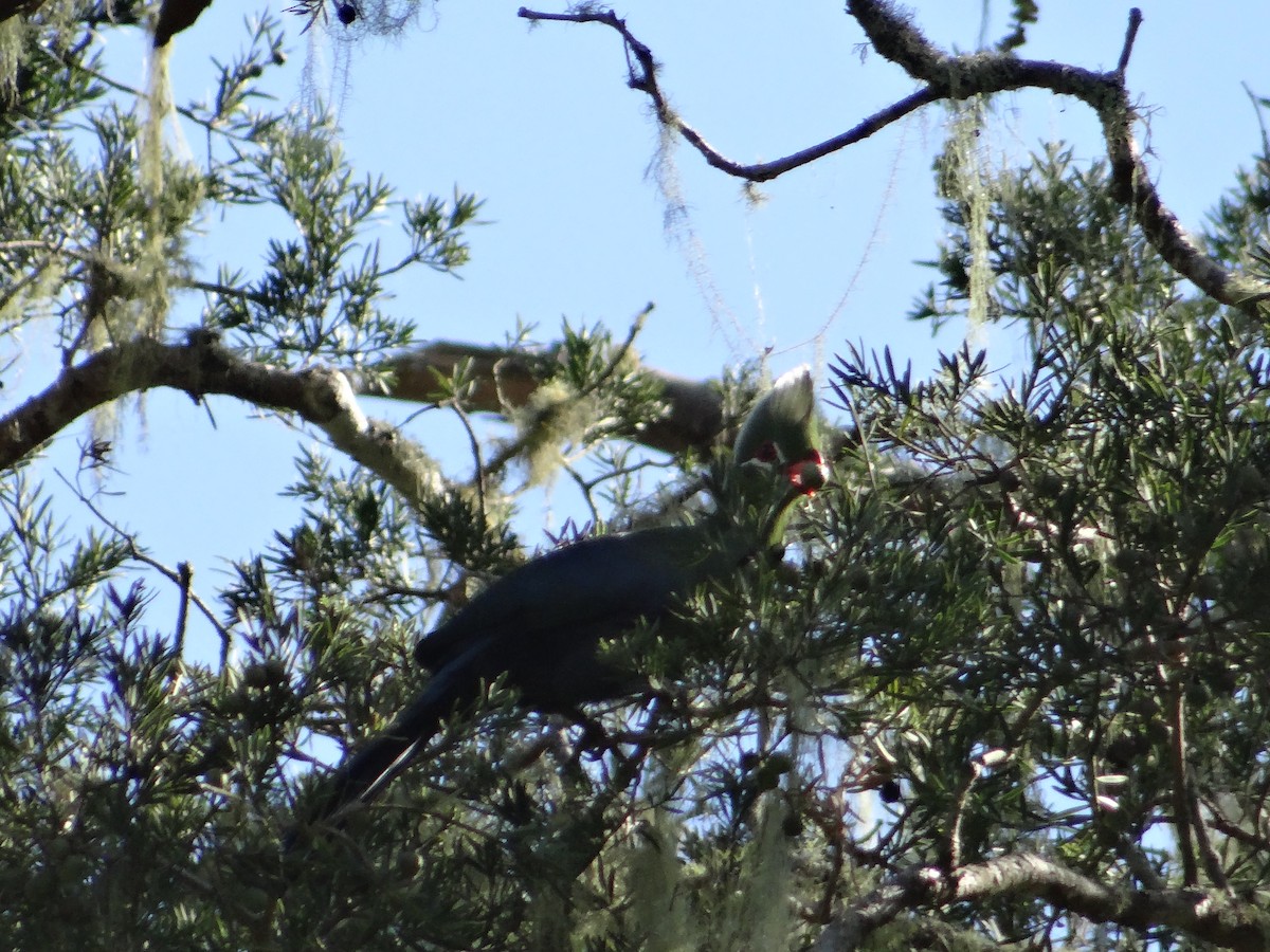 Knysna Turaco - ML642326835