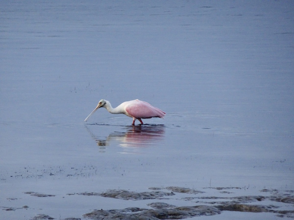 Roseate Spoonbill - ML642326854