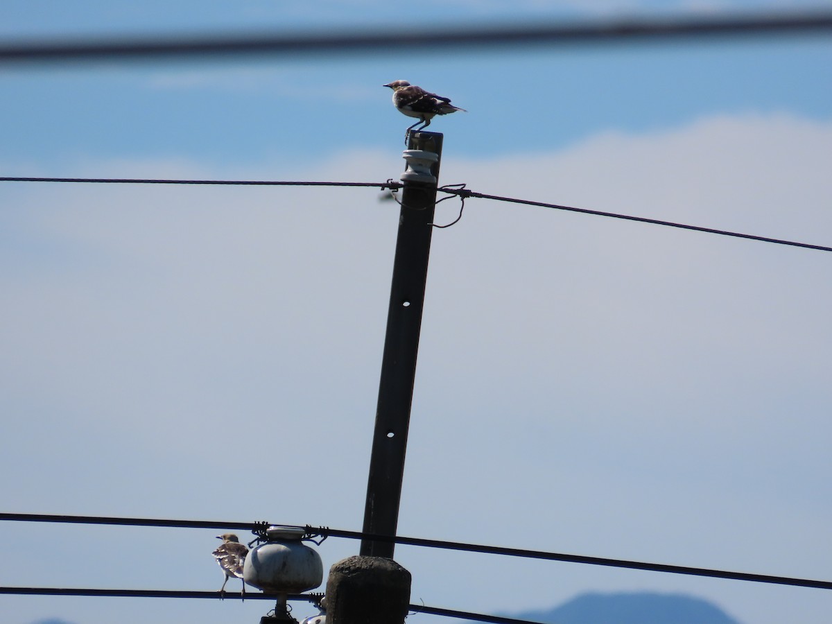 Black-collared Starling - ML642326863