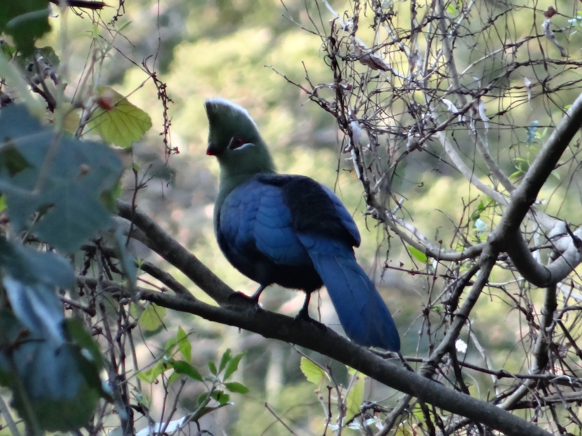 Knysna Turaco - ML642326874