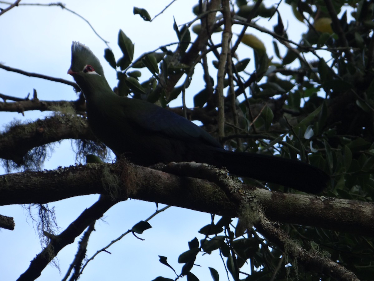 Knysna Turaco - ML642326875