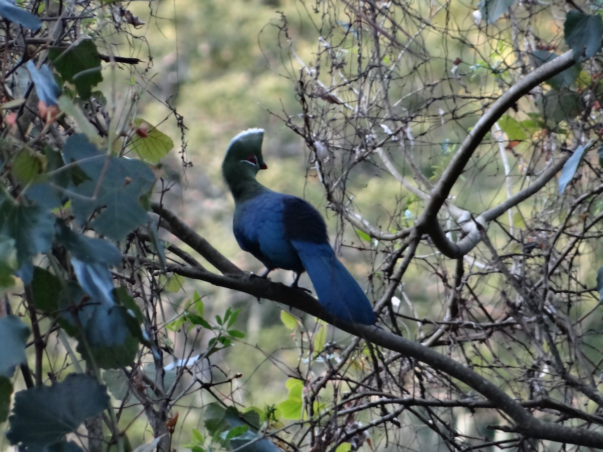 Knysna Turaco - ML642326876