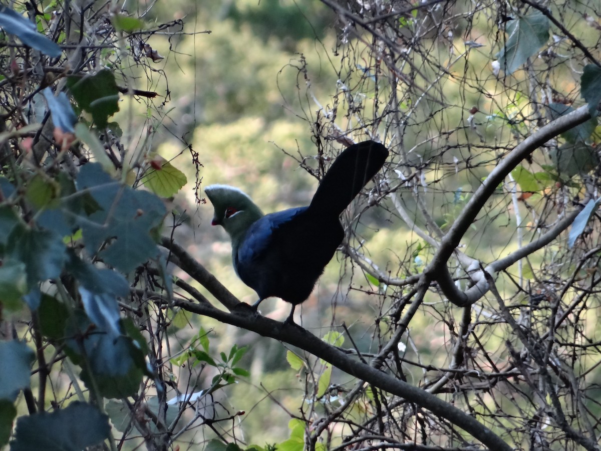 Knysna Turaco - ML642326878