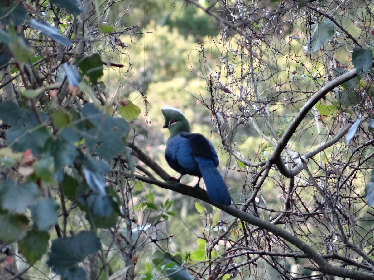 Knysna Turaco - ML642326879