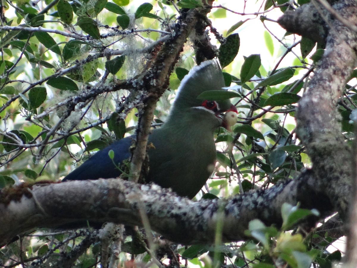 Knysna Turaco - ML642326880