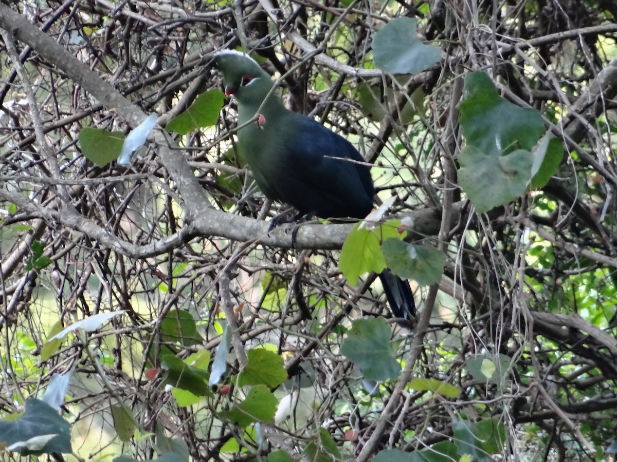 Knysna Turaco - ML642326881
