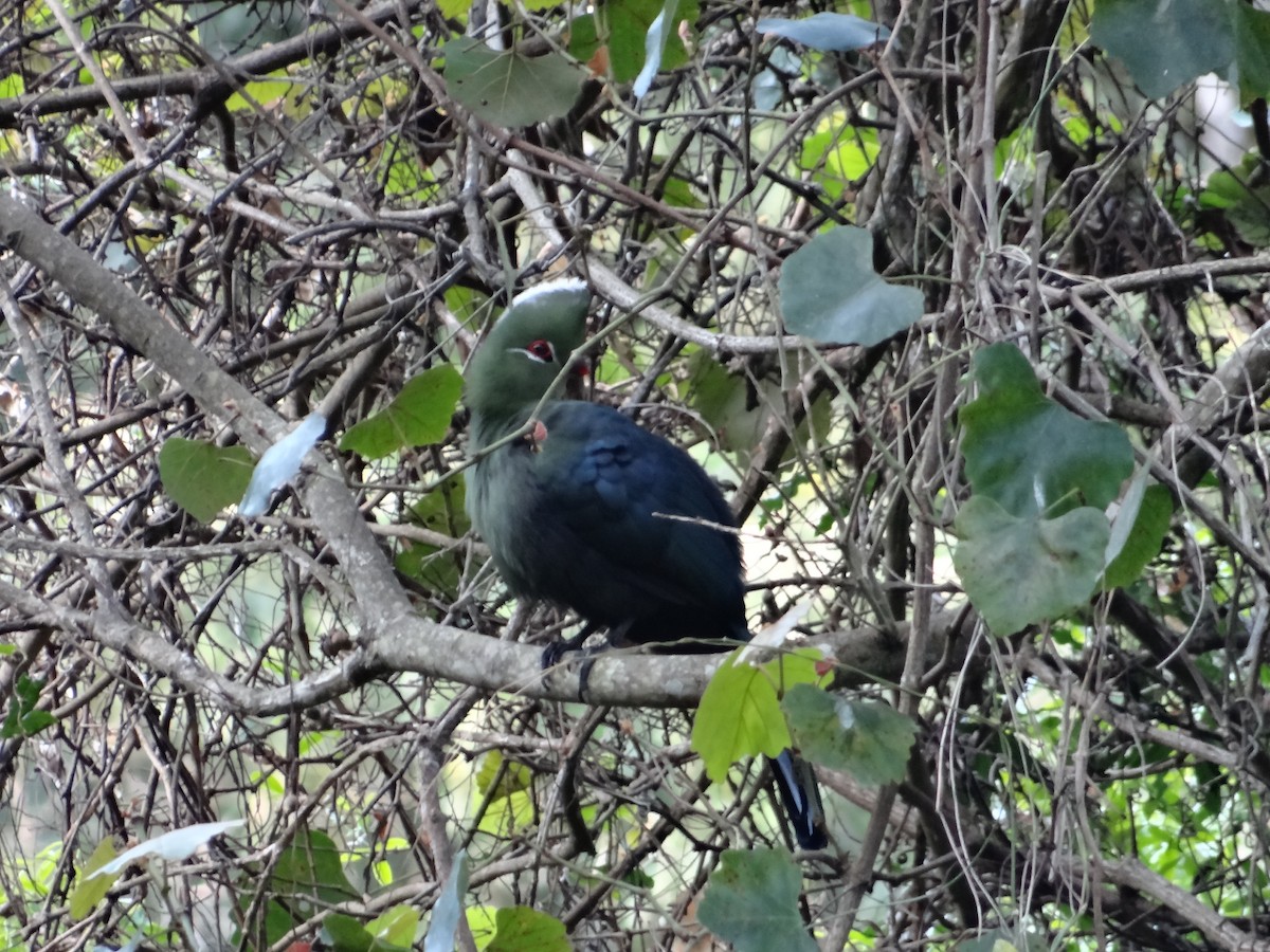 Knysna Turaco - ML642326882