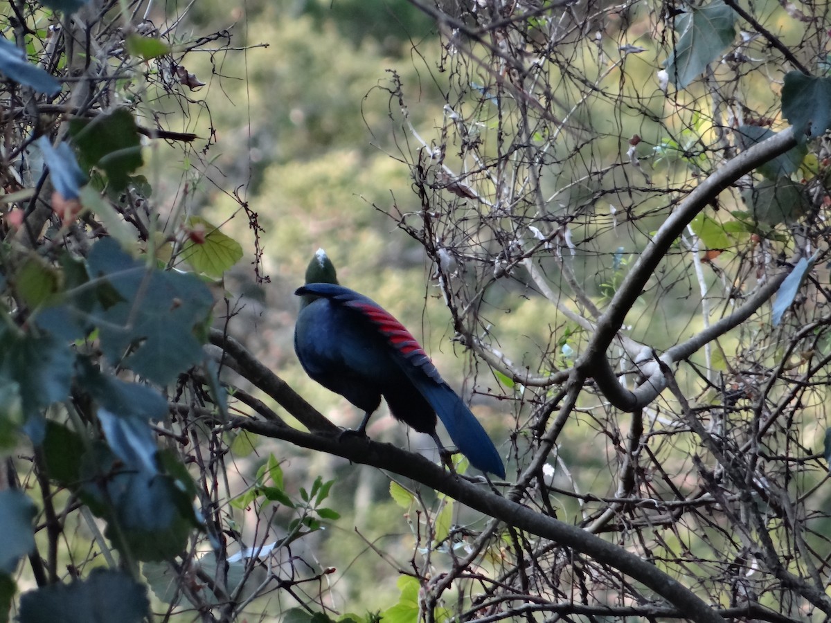 Knysna Turaco - ML642326883