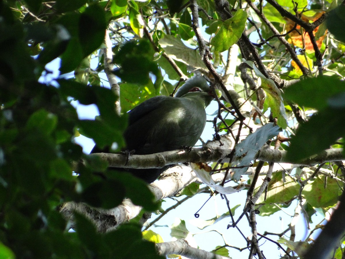 Knysna Turaco - ML642326884