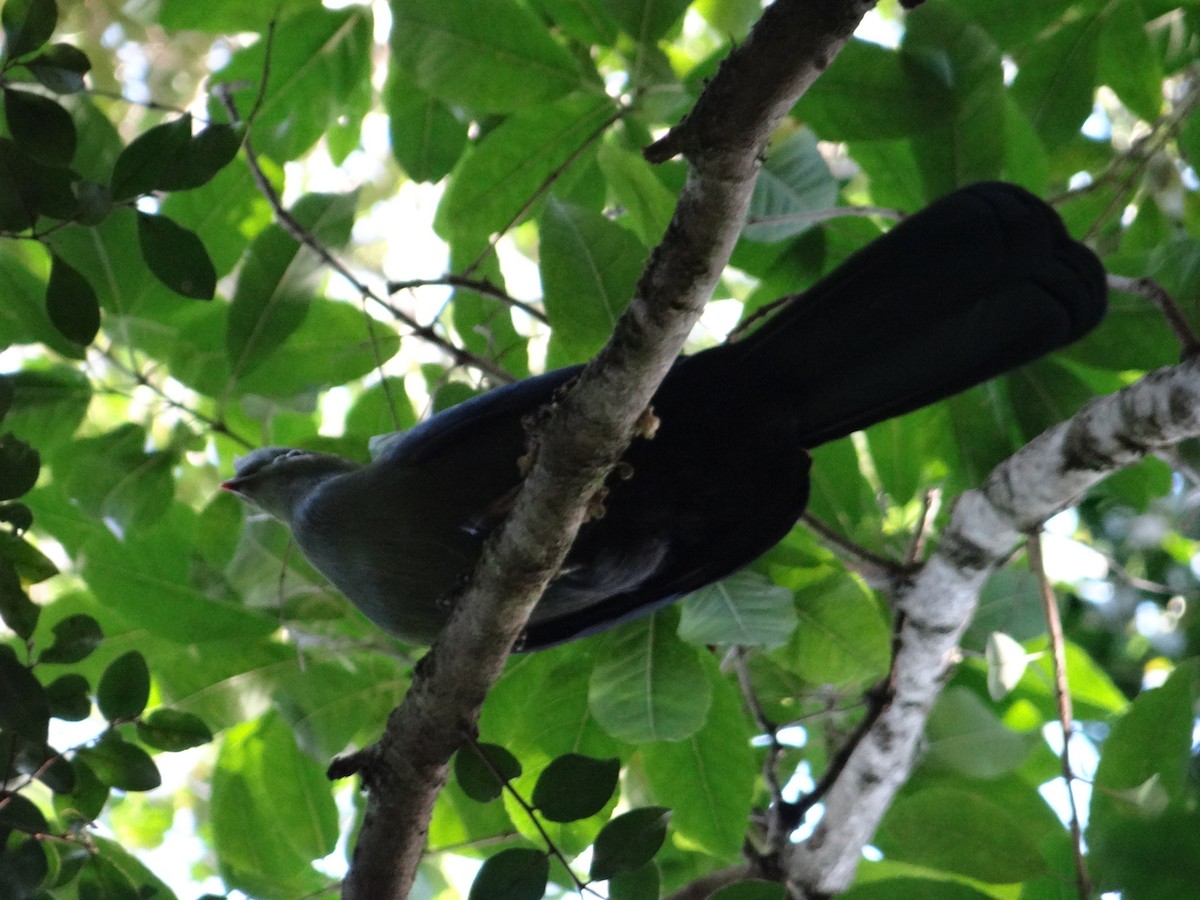 Knysna Turaco - ML642326885