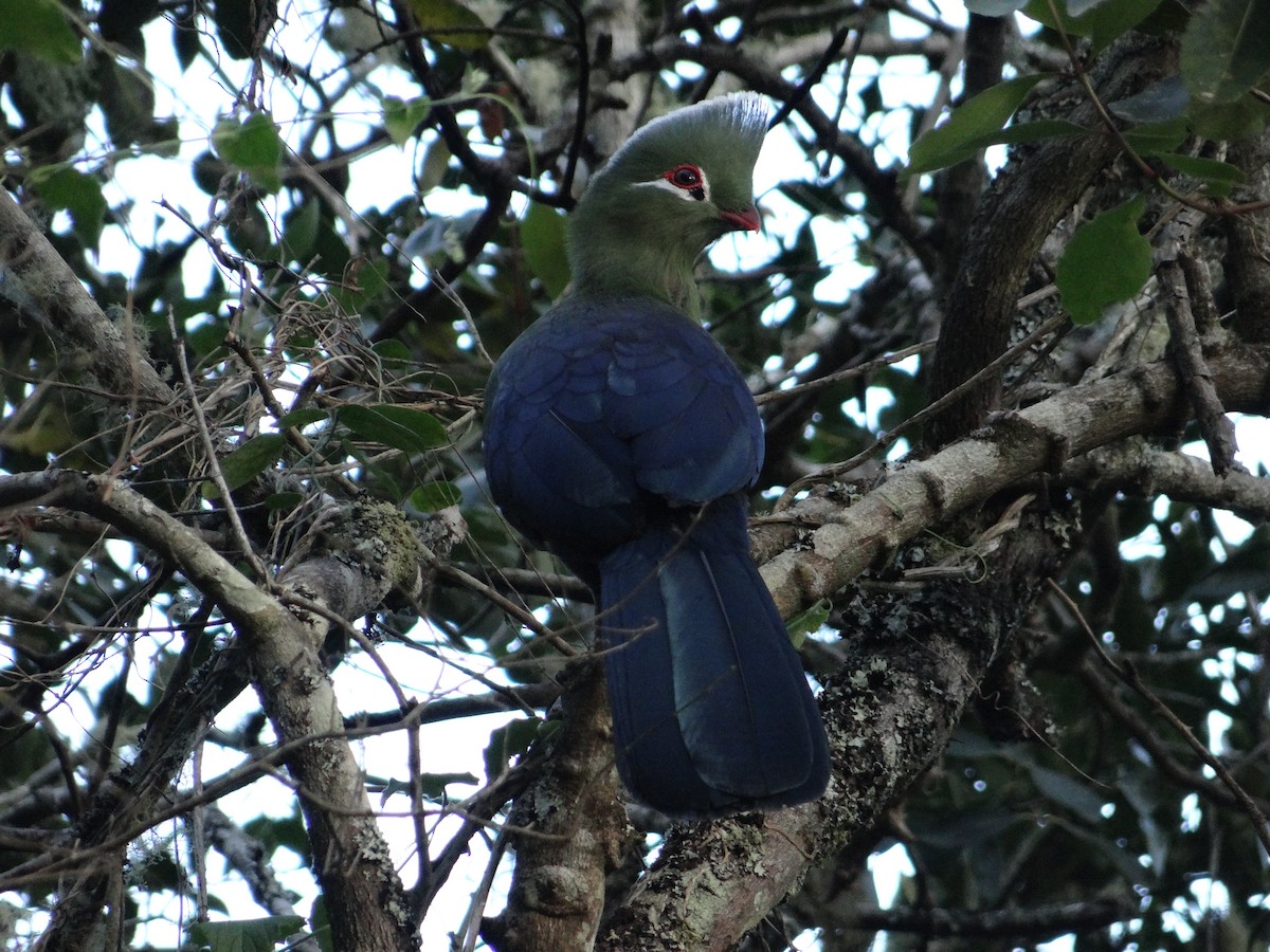 Knysna Turaco - ML642326886
